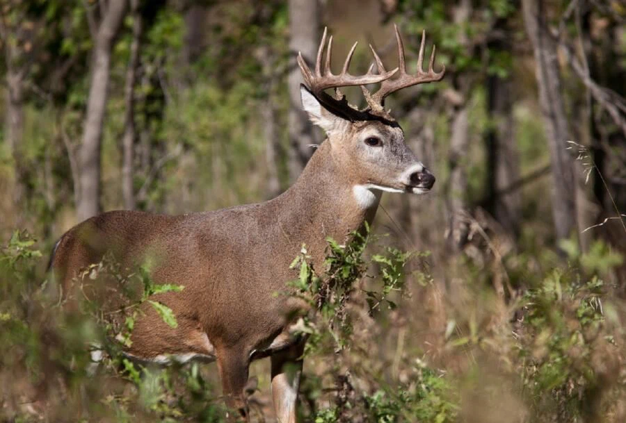 deer deer
