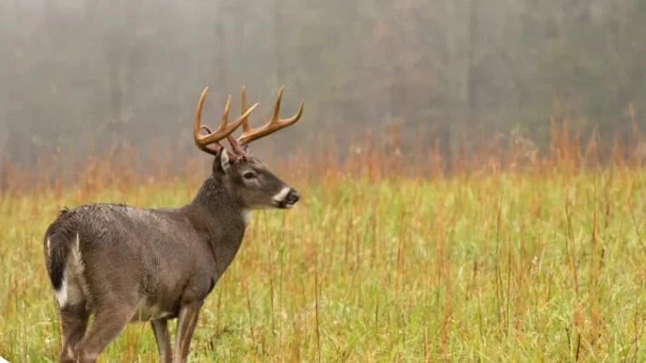 deer hunting deer hunting